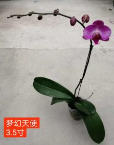 蝴蝶兰