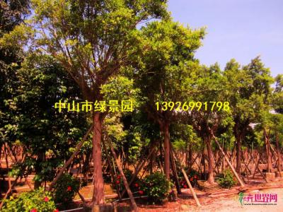小叶榕