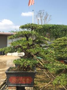 罗汉松