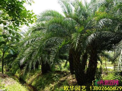 双杆中东海枣