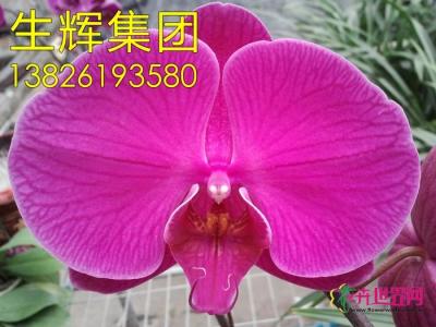 蝴蝶兰