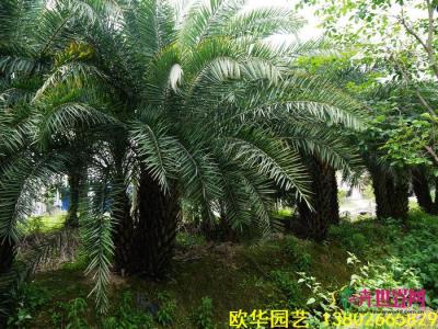 双杆中东海枣
