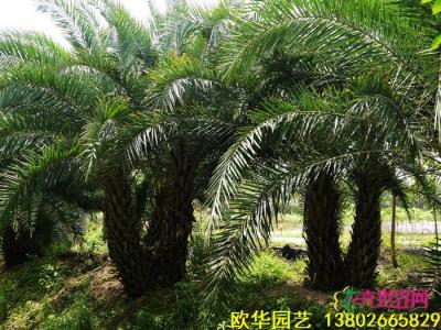 双杆中东海枣