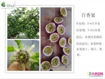百香果