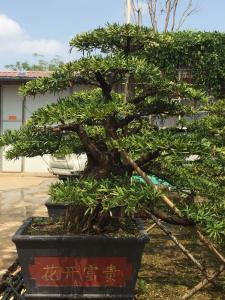 罗汉松