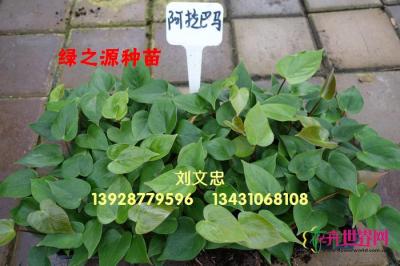 红掌