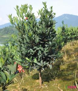 茶花