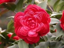 六角红茶花
