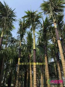假槟榔