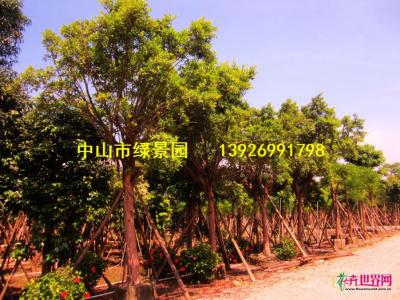 小叶榕