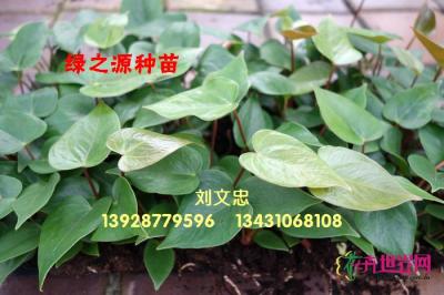 红掌