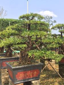罗汉松