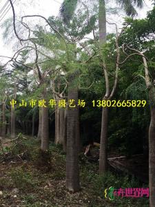 象牙树