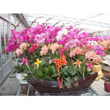 广东省佛山市顺德区陈村全美蝴蝶兰园-花卉世界网